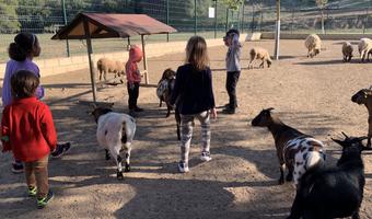 animals_nens